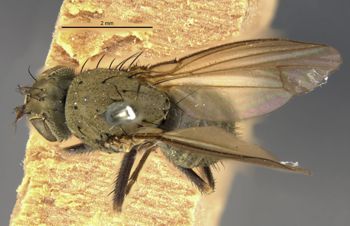 Media type: image;   Entomology 11135 Aspect: habitus dorsal view